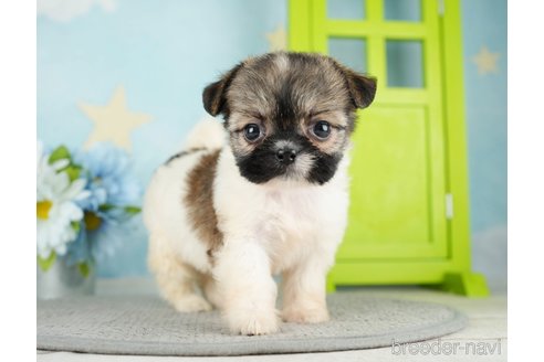 成約済の千葉県のミックス犬-282146の9枚目