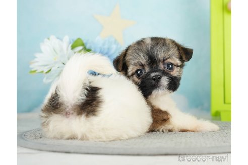 成約済の千葉県のミックス犬-282146の4枚目