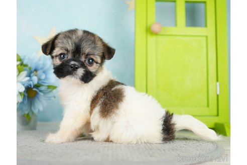 成約済の千葉県のミックス犬-282146の5枚目