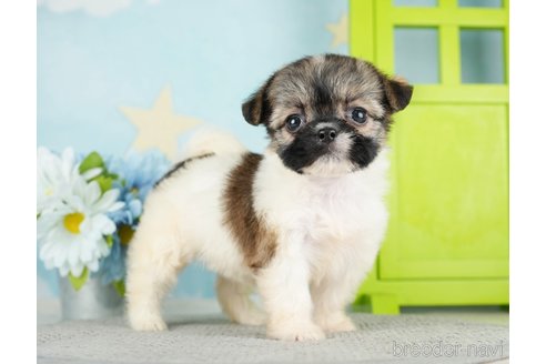 成約済の千葉県のミックス犬-282146の6枚目