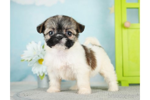 成約済の千葉県のミックス犬-282146の2枚目