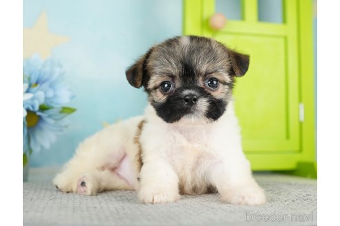 成約済の千葉県のミックス犬-282146の3枚目