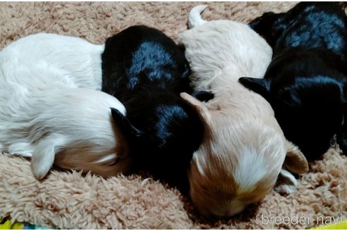 成約済の埼玉県のマルプー:マルチーズ×トイプードル-282147の1枚目