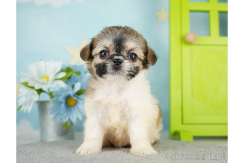 成約済の千葉県のミックス犬-282148の8枚目