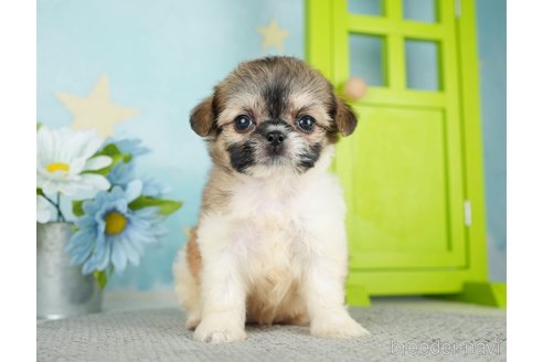 成約済の千葉県のミックス犬-282148の9枚目