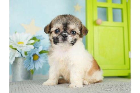 成約済の千葉県のミックス犬-282148の10枚目