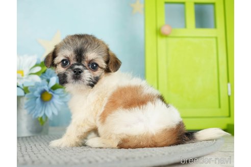 成約済の千葉県のミックス犬-282148の4枚目