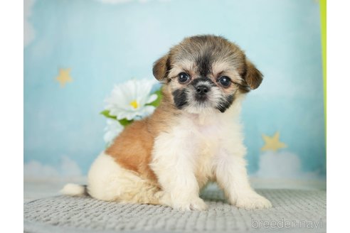 成約済の千葉県のミックス犬-282148の5枚目