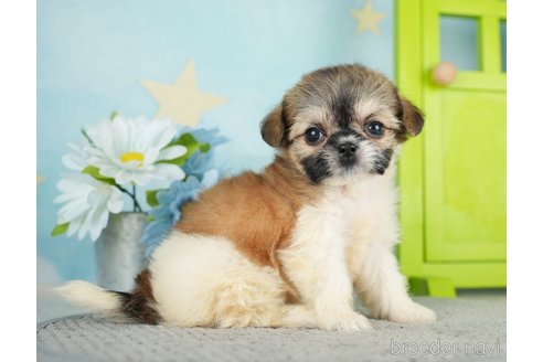 成約済の千葉県のミックス犬-282148の6枚目