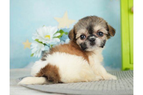 成約済の千葉県のミックス犬-282148の7枚目