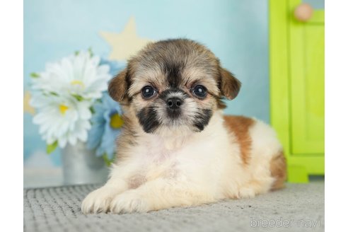 成約済の千葉県のミックス犬-282148