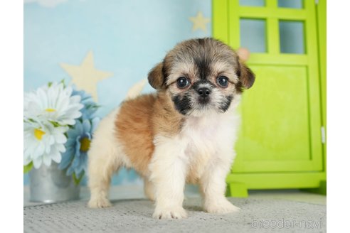 成約済の千葉県のミックス犬-282148の2枚目