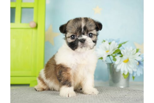 成約済の千葉県のミックス犬-282149の12枚目