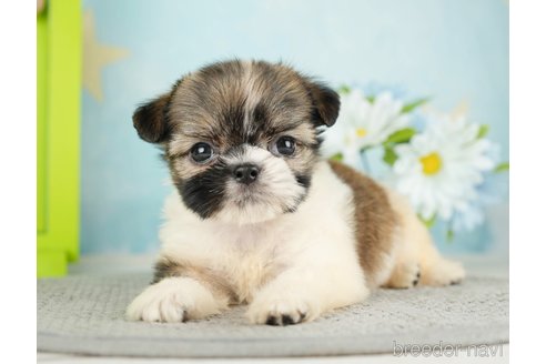 成約済の千葉県のミックス犬-282149