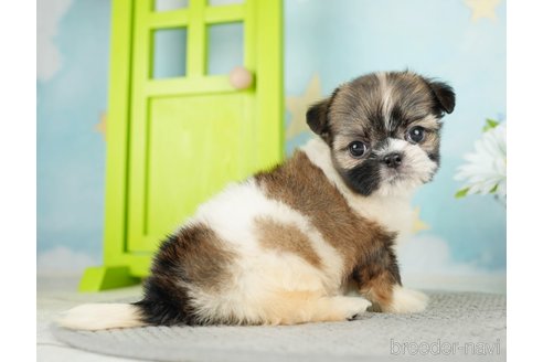 成約済の千葉県のミックス犬-282149の13枚目