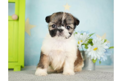 成約済の千葉県のミックス犬-282149の14枚目