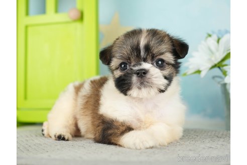 成約済の千葉県のミックス犬-282149の10枚目