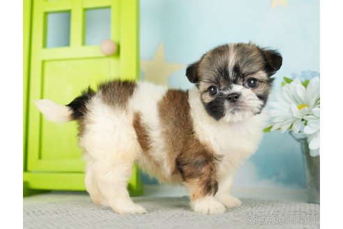 成約済の千葉県のミックス犬-282149の6枚目