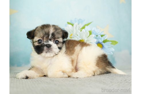 成約済の千葉県のミックス犬-282149の9枚目