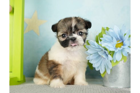 成約済の千葉県のミックス犬-282149の2枚目