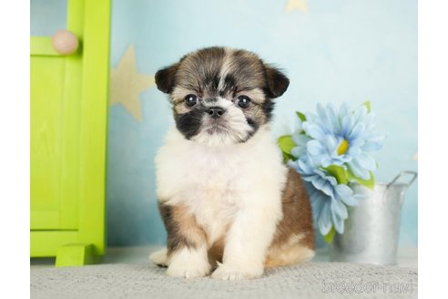 成約済の千葉県のミックス犬-282149の4枚目