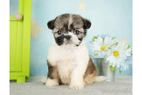 成約済の千葉県のミックス犬-282149の5枚目