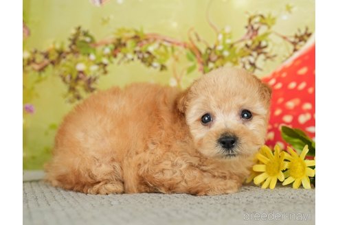 成約済の千葉県のタイニープードル-282155の6枚目