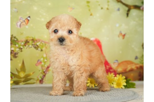 成約済の千葉県のタイニープードル-282155の9枚目