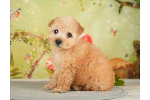 成約済の千葉県のタイニープードル-282155の1枚目