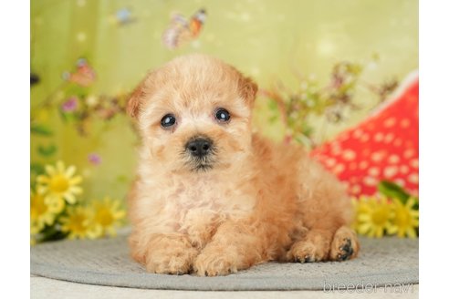 成約済の千葉県のタイニープードル-282155の4枚目