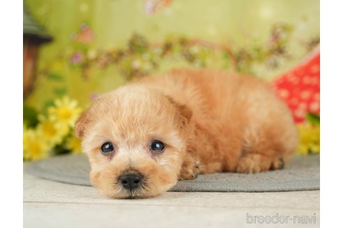 成約済の千葉県のタイニープードル-282155の2枚目