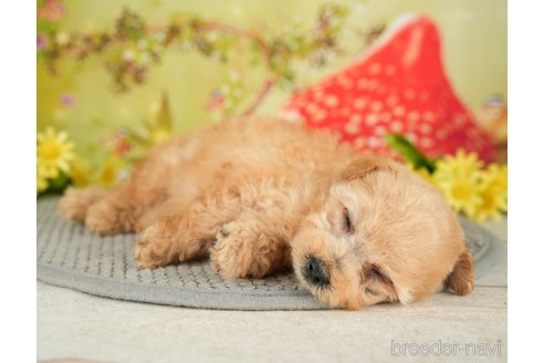 成約済の千葉県のタイニープードル-282155の3枚目