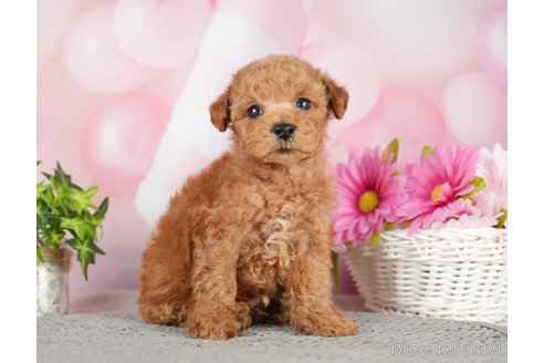 成約済の千葉県のタイニープードル-282156の9枚目