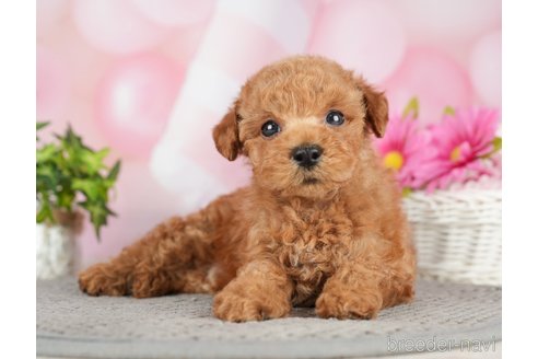 成約済の千葉県のタイニープードル-282156の5枚目