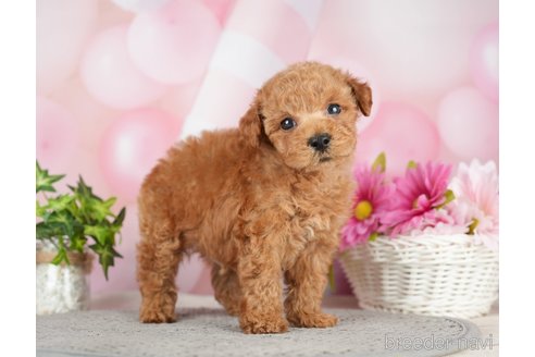 成約済の千葉県のタイニープードル-282156の6枚目