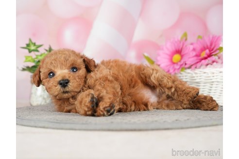 成約済の千葉県のタイニープードル-282156の7枚目