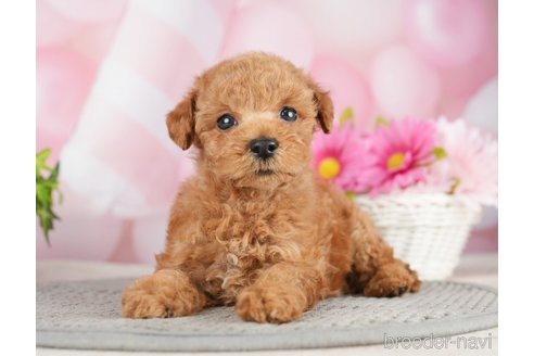 成約済の千葉県のタイニープードル-282156の8枚目