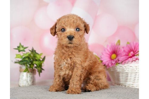成約済の千葉県のタイニープードル-282156の1枚目