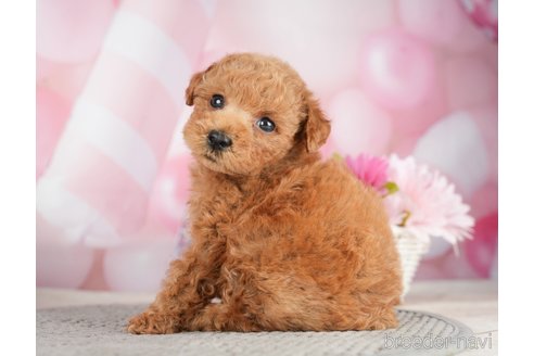 成約済の千葉県のタイニープードル-282156の2枚目