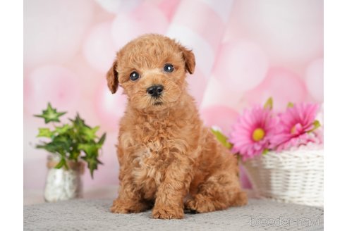 成約済の千葉県のタイニープードル-282156の3枚目