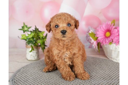 成約済の千葉県のタイニープードル-282156の4枚目