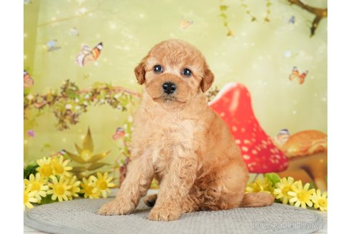 成約済の千葉県のトイプードル-282160の8枚目