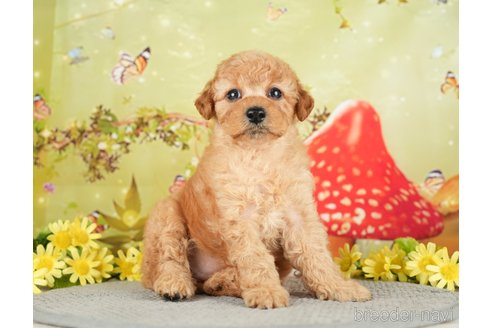 成約済の千葉県のトイプードル-282160の9枚目