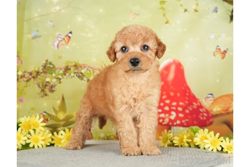 成約済の千葉県のトイプードル-282160の6枚目