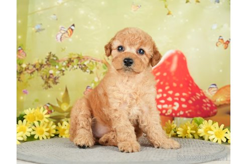 成約済の千葉県のトイプードル-282160の7枚目