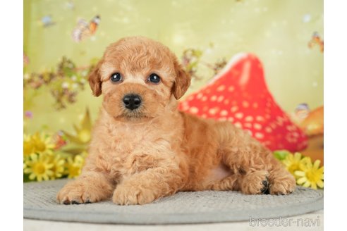 成約済の千葉県のトイプードル-282160の1枚目