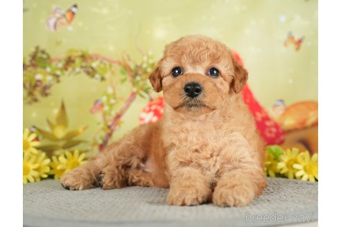 成約済の千葉県のトイプードル-282160の5枚目