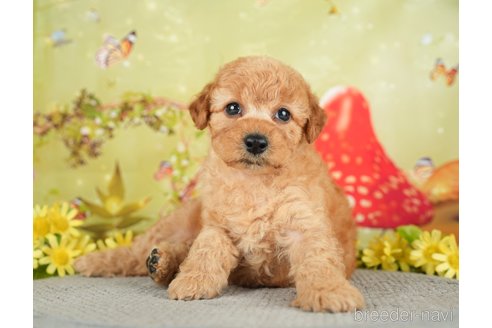 成約済の千葉県のトイプードル-282160の3枚目