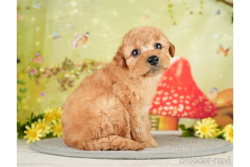 成約済の千葉県のトイプードル-282160の4枚目