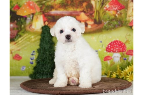 成約済の千葉県のビションプー:ビションフリーゼ×トイプードル-282162の9枚目